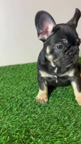 Male Frenchie Puppy in Philadelphia, Pennsylvania