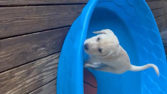Lab Puppy For Sale in Waldorf, Maryland