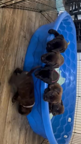 Pitbull Puppies in San Diego, California