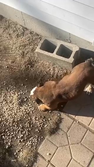 exotic micro bully in Bethlehem (Township), Pennsylvania