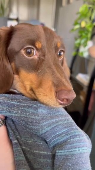 1 Year Old Akc Registered Dachshund in Houston, Texas