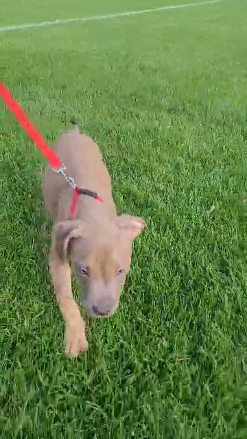 american bully xl ghost tri in Pennsauken, New Jersey