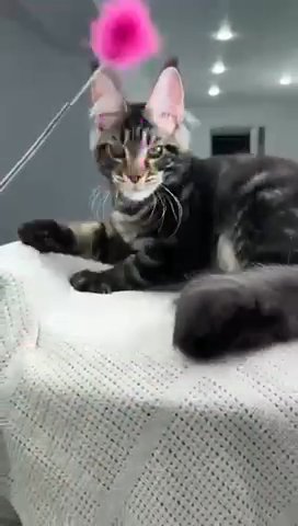 Maine Coon Foreman in Philadelphia, Pennsylvania