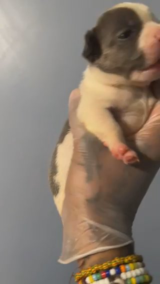 Pied French Bulldog ; Male in Pittsburgh, Pennsylvania