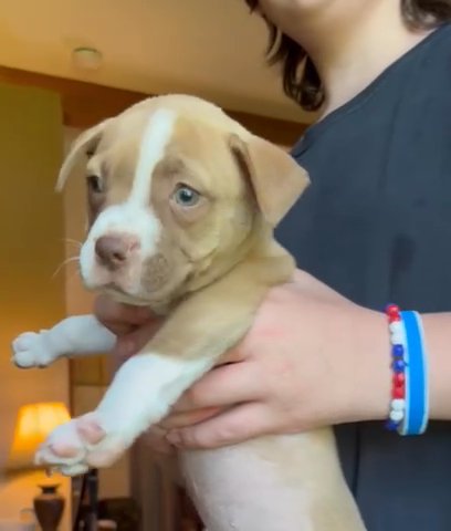 XL Bully in Cambridge, Maryland