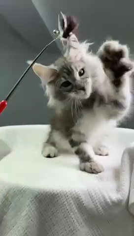 Maine Coon Poker in Philadelphia, Pennsylvania