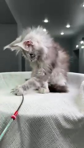 Maine Coon Pfeiffer in Philadelphia, Pennsylvania