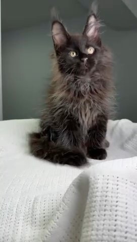 Maine Coon Pharaon in Philadelphia, Pennsylvania