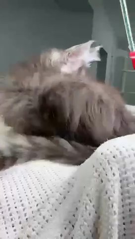 Maine Coon Polydactyl Rixos in Philadelphia, Pennsylvania