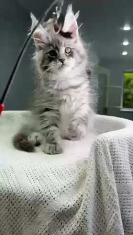 Maine Coon Reymond in Philadelphia, Pennsylvania