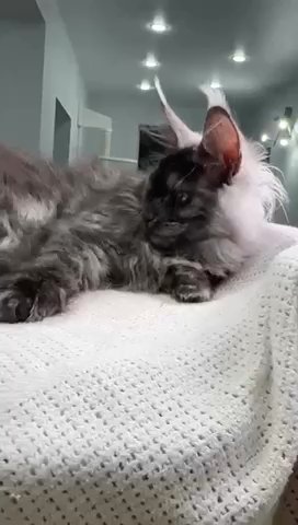 Maine Coon El Lamour in Philadelphia, Pennsylvania