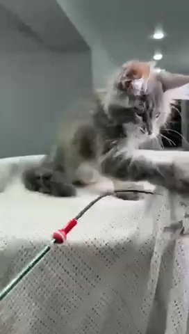 Maine Coon Reynald in Philadelphia, Pennsylvania