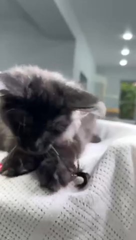 Maine Coon Kipper in Philadelphia, Pennsylvania