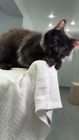 Maine Coon Kim in Philadelphia, Pennsylvania