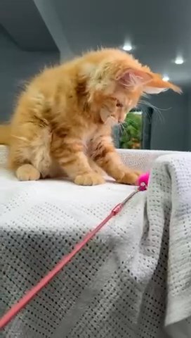 Maine Coon Macallan in Philadelphia, Pennsylvania
