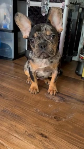 Frenchie Female in Philadelphia, Pennsylvania