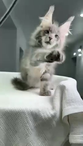 Maine Coon Perfection in Philadelphia, Pennsylvania