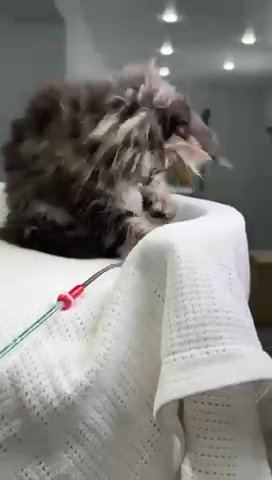 Maine Coon Polydactyl Opium in Philadelphia, Pennsylvania