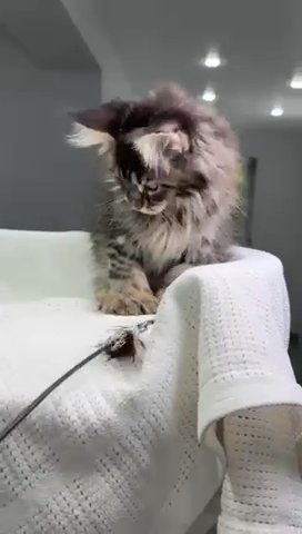 Maine Coon Polydactyl Ophelia in Philadelphia, Pennsylvania