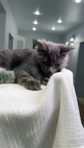 Maine Coon Diamond in Philadelphia, Pennsylvania