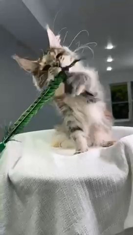 Maine Coon Xu-Xu in Philadelphia, Pennsylvania
