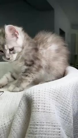 Maine Coon Egoistka in Philadelphia, Pennsylvania