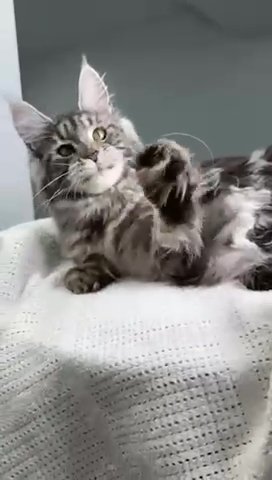 Maine Coon Barsa in Philadelphia, Pennsylvania