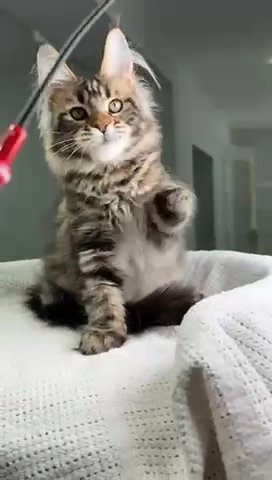 Maine Coon Dory in Philadelphia, Pennsylvania