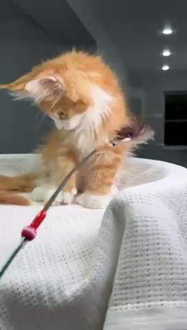 Maine Coon Polydactyl Osborn in Philadelphia, Pennsylvania