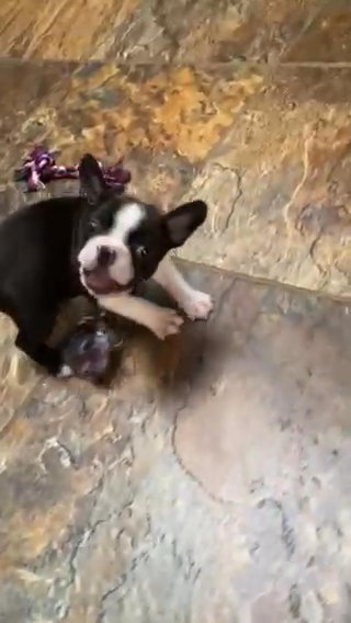 Clover’s #3 Boy AKC Registered Boston Terrier Puppy in Anderson, South Carolina