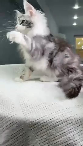 Maine Coon Envy in Philadelphia, Pennsylvania