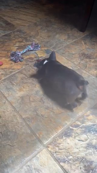 Gorgeous Boston Terrier Puppy, AKC Registered in Anderson, South Carolina