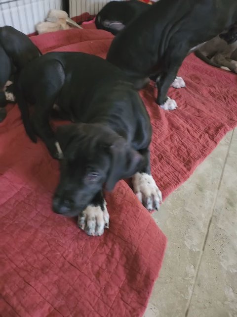 Great Dane Puppies in Phoenix, Arizona