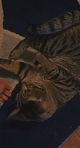 Two Adult Cats in Carlisle, Pennsylvania