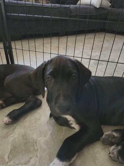 Great Dane Puppies in Phoenix, Arizona