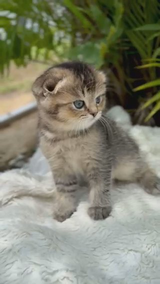 Fluffy Scottish Fold Boy in Orlando, Florida