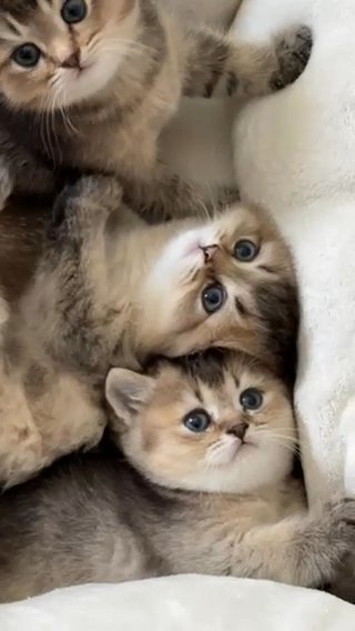 two girls and one boy of the Scottish Fold breed and a girl of the Scottish Straight breed in Orlando, Florida