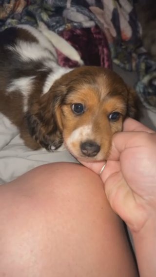 Red Dapple Piebald Longhair Boy Miniature Dachshund in Norman, Oklahoma