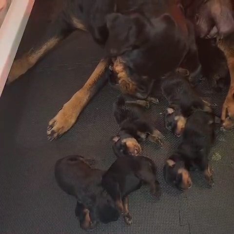 Seven × Asa litter in Houston, Texas