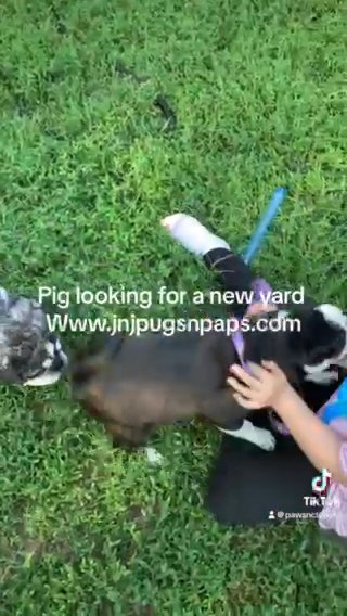 Piglet Pug in Salina, Kansas