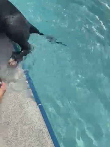 German Shepard Puppy in Orlando, Florida