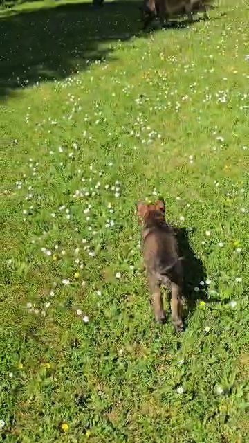 puppy love in Eugene, Oregon