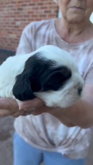 Little Petunia in Tulsa, Oklahoma