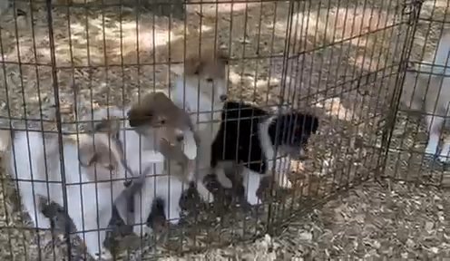 Purebred, AKC Rough Collie Puppies From Health-Tested Parents in Warrensburg, Missouri