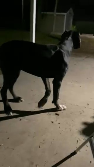 Akc Euro Great Dane Female in Savannah, Georgia