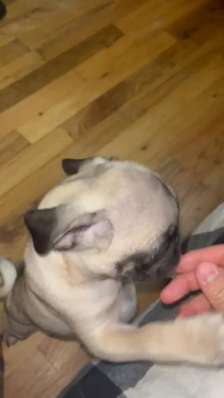 Full Breed Puppy Pug in Parker, Colorado