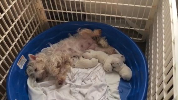 AKC West Highland White Terrier Puppies in Springfield, Missouri