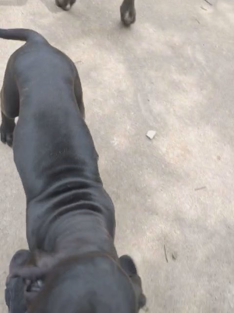 Precious Princess the Great Dane in Fort Worth, Texas