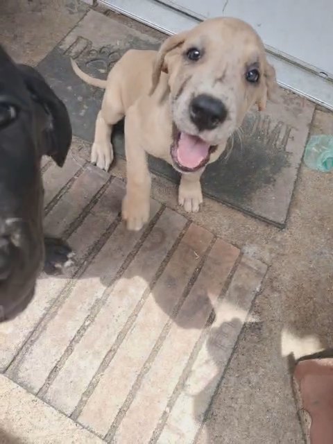 Gracie the Great Dane in Fort Worth, Texas