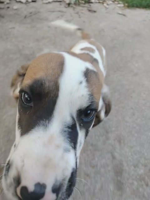 Lady Godiva the Great Dane in Fort Worth, Texas